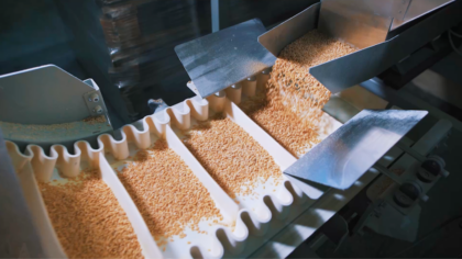 Grain on a conveyor belt in an industrial food processing facility